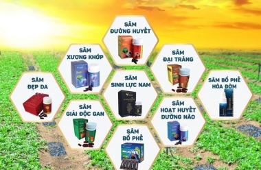 Sa Sâm Việt: Loại dược liệu “thần kỳ” làm nên nhiều sản phẩm chất lượng