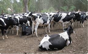 Phát triển chăn nuôi bò theo hướng công nghiệp