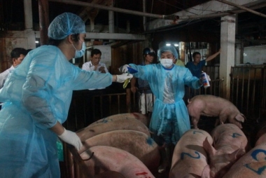 Sử dụng chất cấm: “Tập quán xấu” của người chăn nuôi Việt Nam