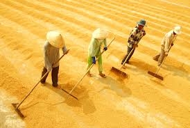 Năm 2014: Sản lượng gạo Việt Nam sẽ sụt giảm