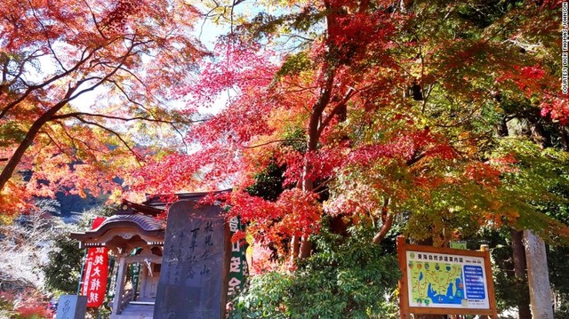Đẹp ngất ngây mùa Thu vàng Tokyo
