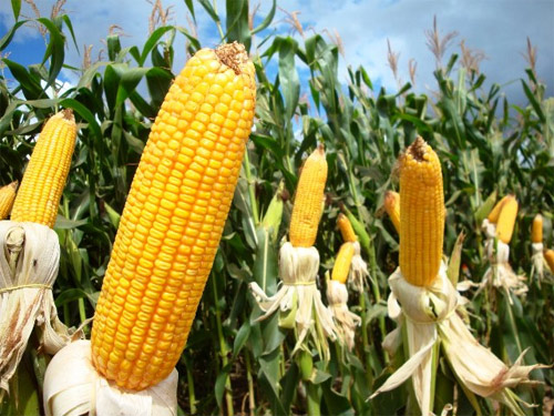 Ngô đang chịu sức ép giảm giá do USDA nâng dự báo sản lượng ngô thế giới