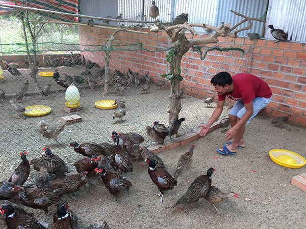 Đến Lâm Đồng gặp ông chủ trẻ có 500 con chim trĩ đỏ