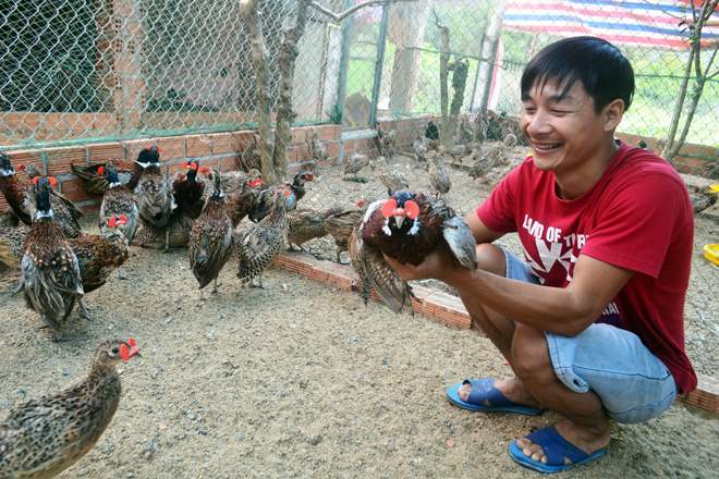 Kỹ Thuật Nuôi Chim Trĩ Đỏ Đảm Bảo Mang Lại Năng Suất Cao - Agri.vn