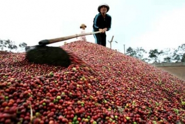 Giá cà phê thế giới có thể tiếp tục giảm