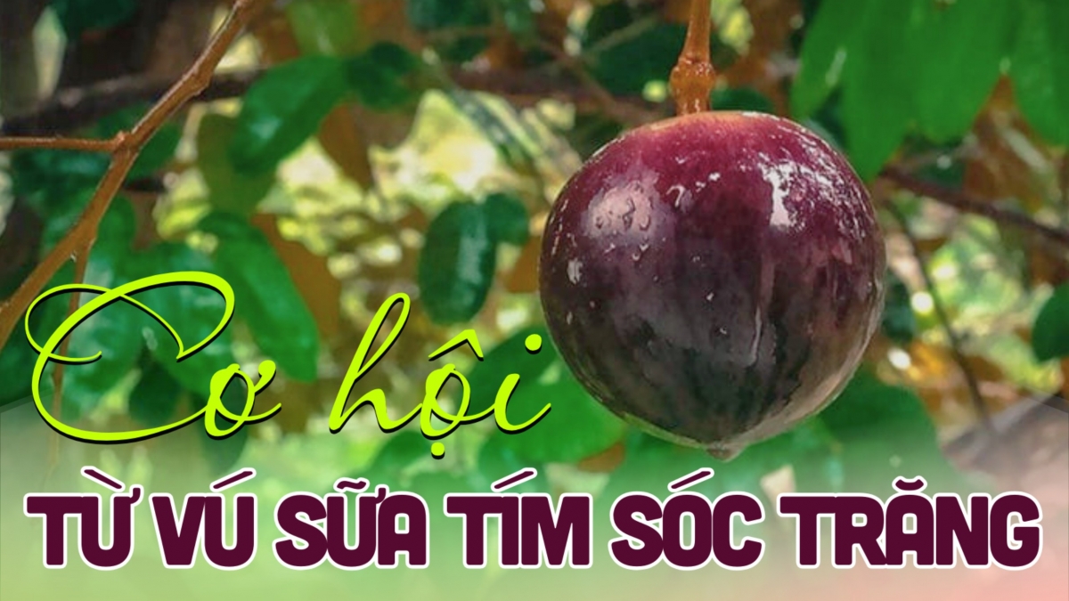 Phát triển cây vú sữa tại tỉnh Sóc Trăng(*): Thực trạng và giải pháp