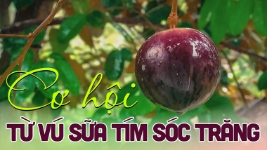 Phát triển cây vú sữa tại tỉnh Sóc Trăng(*): Thực trạng và giải pháp
