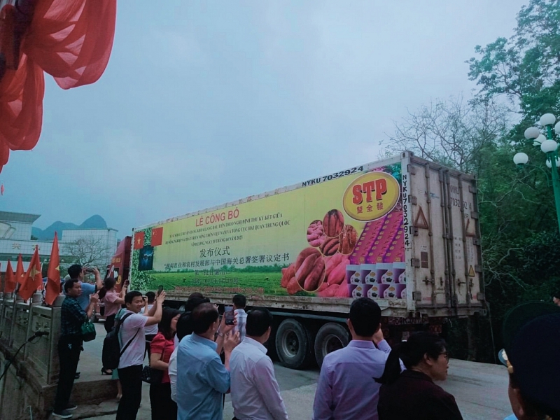    Xe container xuất khẩu khoai lang sang Trung Quốc