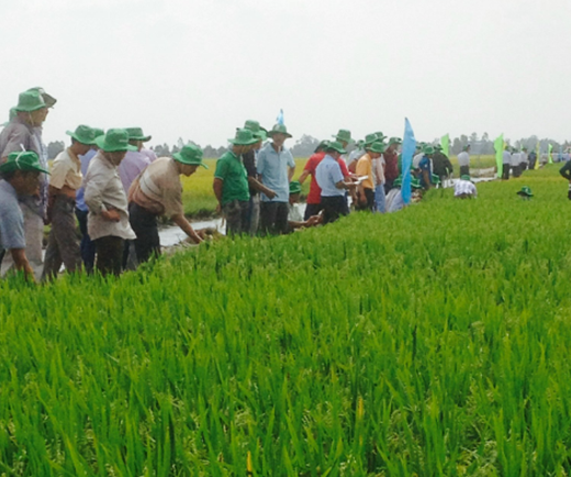 Cánh đồng tập trung, tổ hợp tác trồng lúa chất lượng cao phường 10 - TP Sóc Trăng