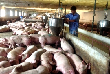 Quản lý nhà nước về an toàn thực phẩm trong chăn nuôi lợn thịt tại Việt Nam