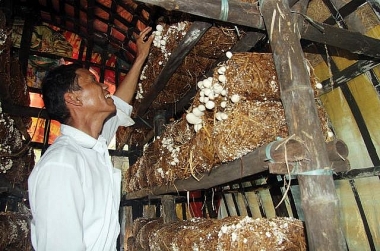 Thực trạng sản xuất nấm rơm của nông hộ ở xã Phú Lương, huyện Phú Vang, tỉnh Thừa Thiên Huế