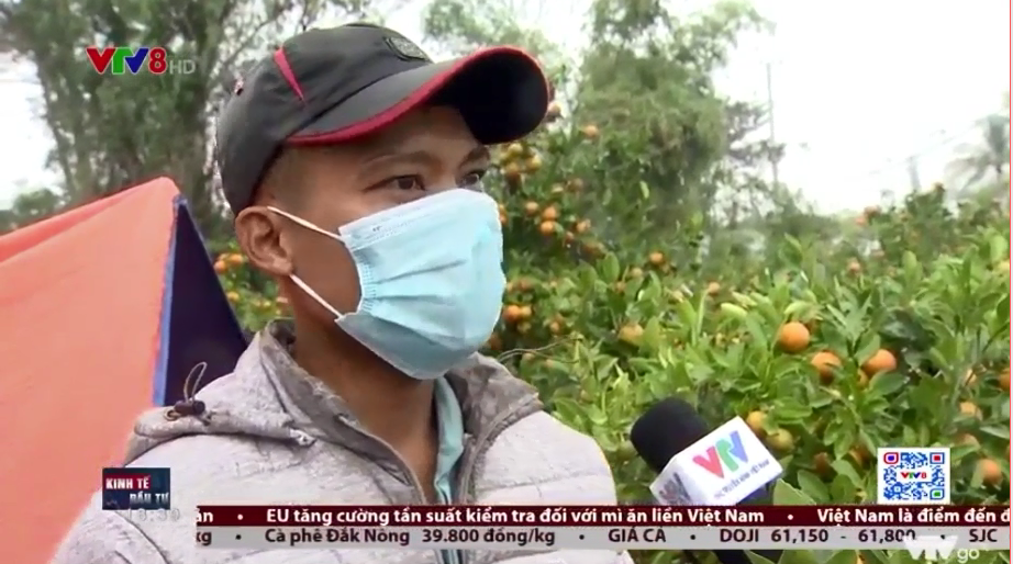 Trưng bày cây cảnh - thú vui tao nhã của người Việt Nam ngày Tết