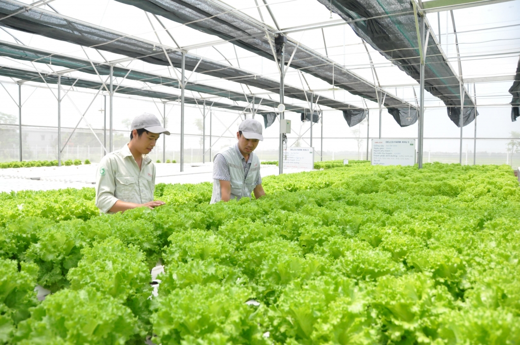 Cơ cấu lại kinh tế nông nghiệp Hà Nội theo hướng hiệu quả, bền vững
