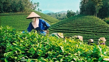 Hàm ý chính sách từ việc so sánh giới hạn dư lượng thuốc bảo vệ thực vật đối với chè xuất khẩu của Việt Nam và EU
