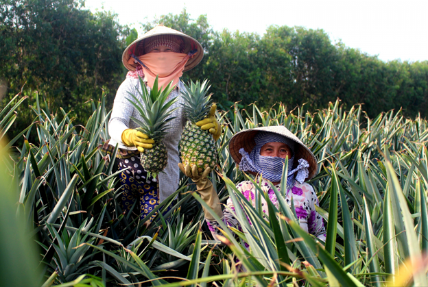 Westfood ký thỏa thuận mở rộng vùng nguyên liệu trồng dứa MD2 tại Hậu Giang Westfood ký thỏa thuận mở rộng vùng nguyên liệu trồng dứa MD2 tại Hậu Giang