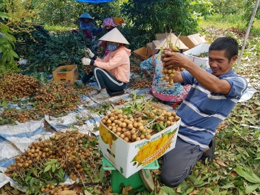TX. Hòa Thành, tỉnh Tây Ninh hoàn thành nhiệm vụ xây dựng nông thôn mới