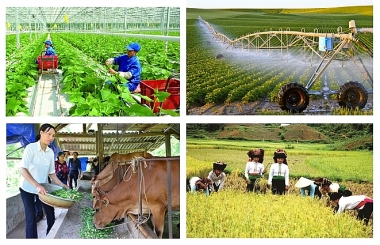 Chính phủ ban hành chính sách về hỗ trợ bảo hiểm nông nghiệp
