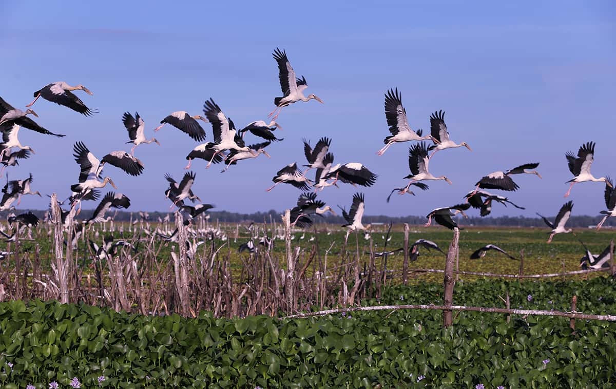 Triển khai nhiều giải pháp bảo tồn các loài chim hoang dã tại Việt Nam