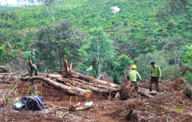 Xử lý nghiêm tình trạng phá rừng, lấn chiếm đất rừng trái pháp luật