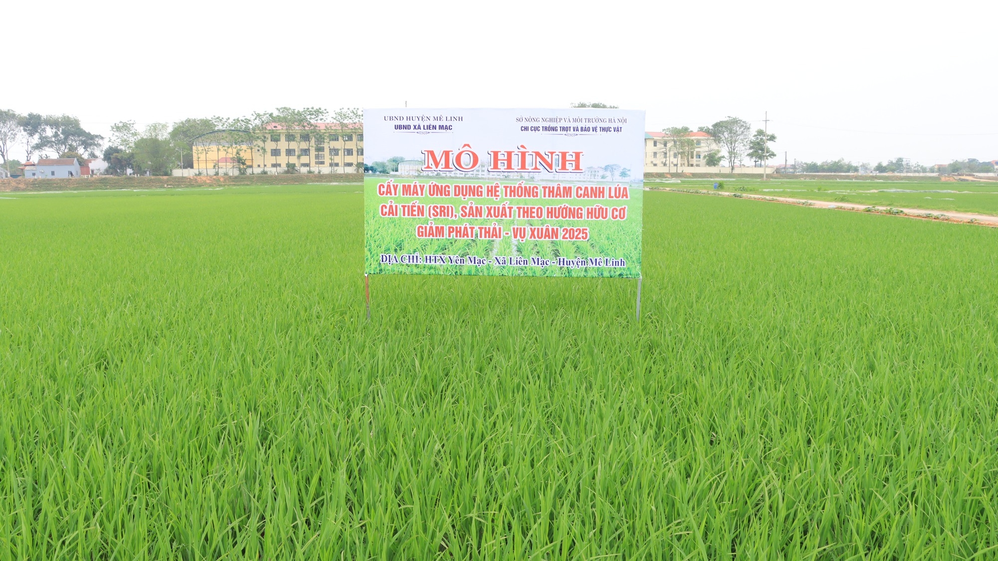 Hệ thống canh tác lúa cải tiến: Kinh nghiệm của các nước và bài học cho Việt Nam