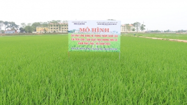 Hệ thống canh tác lúa cải tiến: Kinh nghiệm của các nước và bài học cho Việt Nam