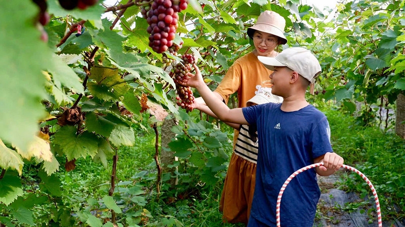 Mô hình nghiên cứu phát triển du lịch nông nghiệp đô thị gắn với sản phẩm OCOP tại TP. Hồ Chí Minh