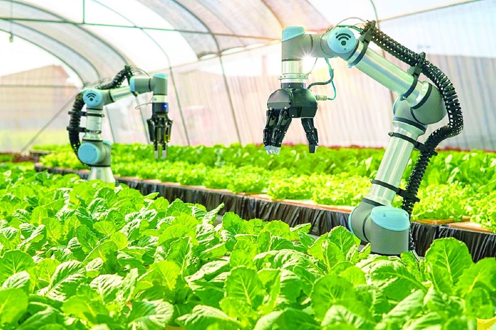 Ứng dựng trí tuệ nhân tạo trong mô hình kinh doanh của hợp tác xã nông nghiệp khu vực Đồng bằng sông Cửu Long: Thực trạng và giải pháp