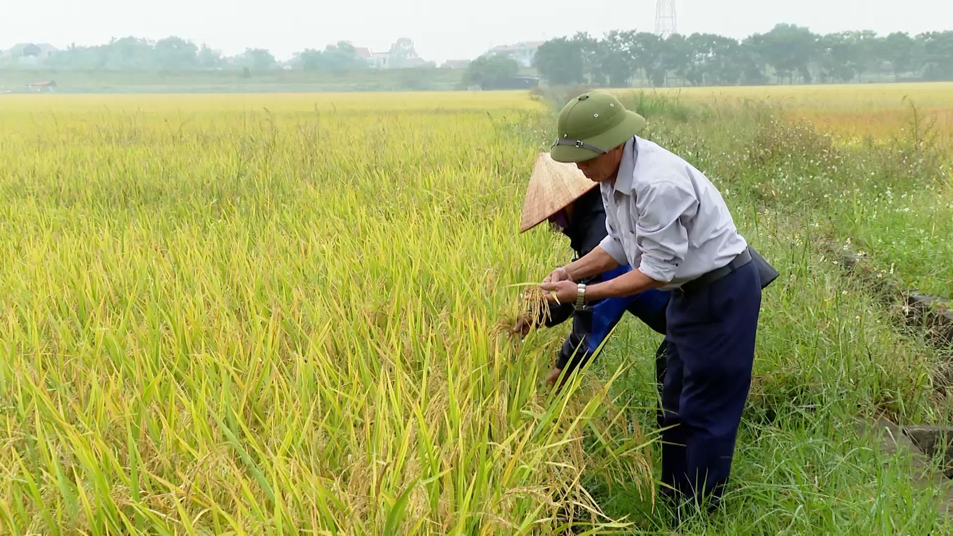 Thực trạng áp dụng hệ thống canh tác lúa cải tiến (SRI) tại tỉnh Thái Nguyên