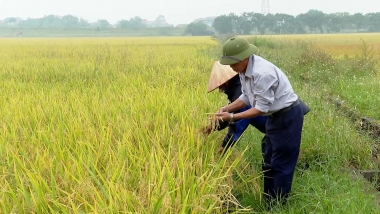 Thực trạng áp dụng hệ thống canh tác lúa cải tiến (SRI) tại tỉnh Thái Nguyên