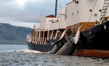 Thợ săn cá voi tại Iceland: “Tôi cần được ghi công vì giảm phát thải CO2”