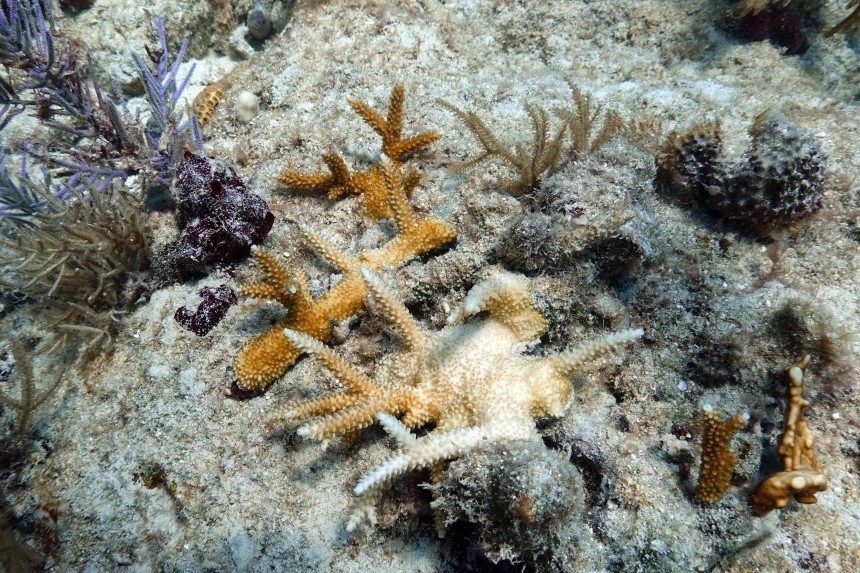 Màu trắng loang rộng dần, đại diện cho tiến trình đi tới cái chết của san hô ở Paradise Reef (Key Biscayne, Florida, Aug. 4, 2023) [1]