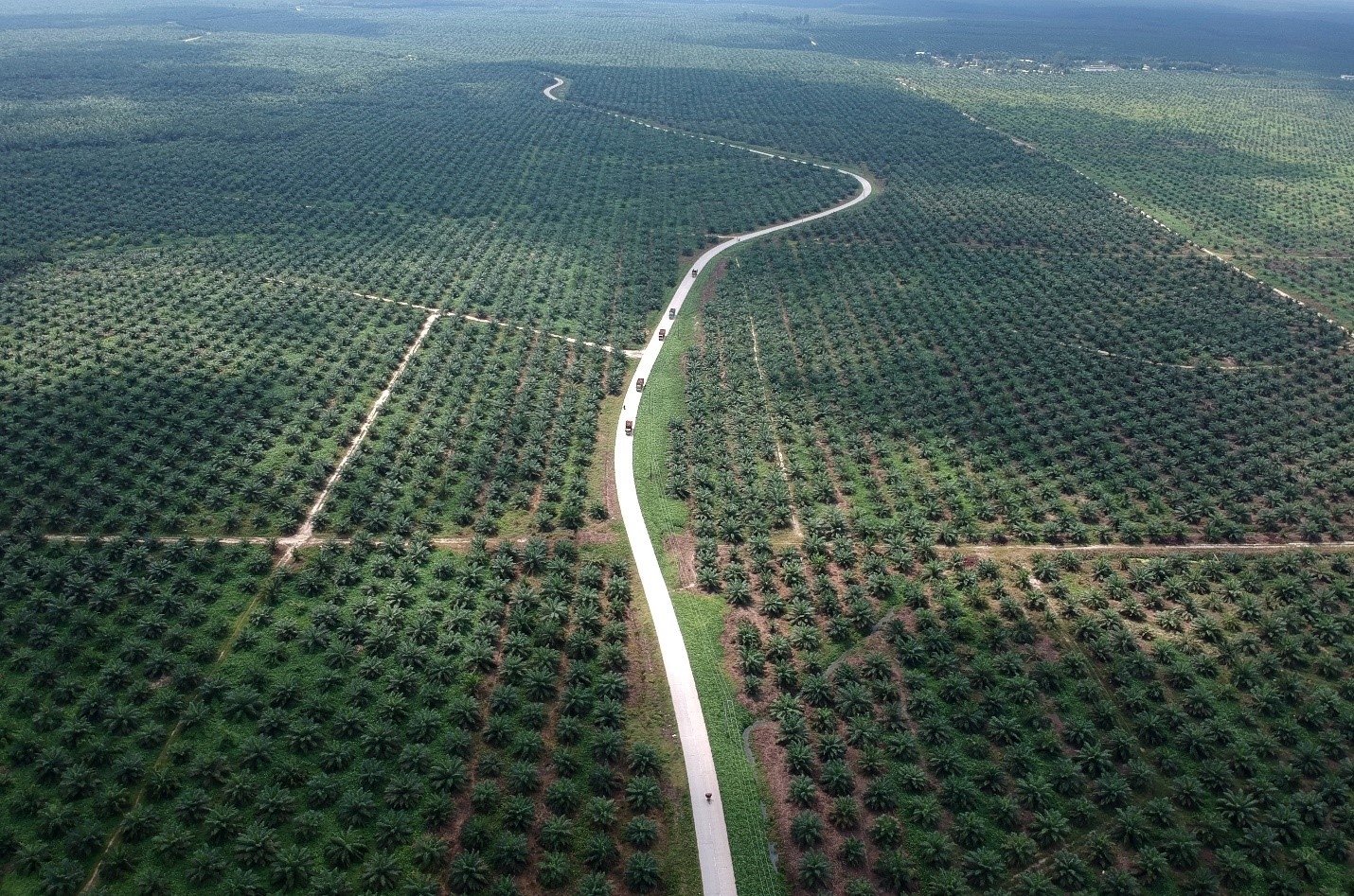 Đồn điền dầu cọ ở Batanghari, tỉnh Jambi, đảo Sumatra, Indonesia. Nguồn: https://www.reuters.com/business/environment/indonesia-use-existing-laws-palm-oil-moratorium-expires-2021-09-22/