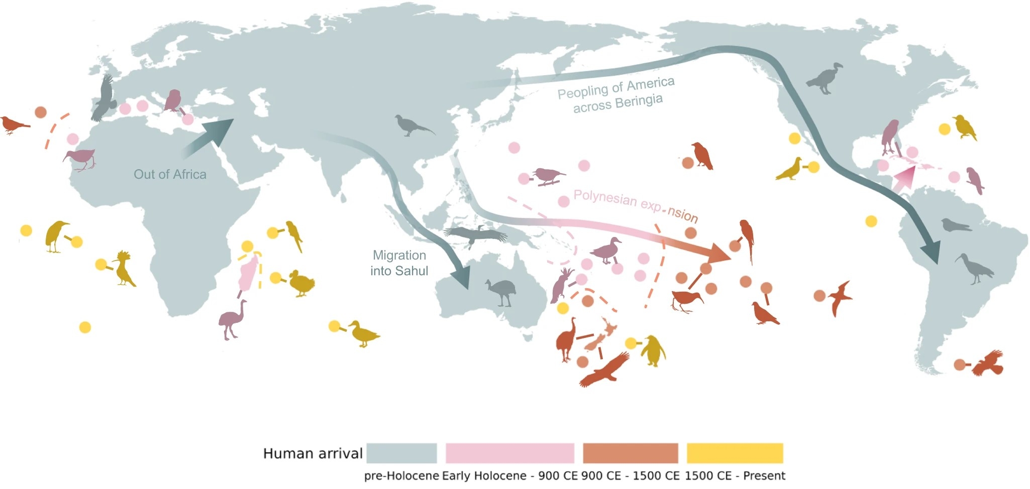 Hình: Sự mở rộng của con người trên toàn hành tinh được phân loại thành bốn làn sóng chính (xem chú thích; Hình 1 bổ sung). Các tuyến đường phân tán chính của con người được chỉ ra bằng mũi tên, và hình bóng cho thấy các ví dụ về hóa thạch (trước thời kỳ Holocene - 1500 CE) và sự tuyệt chủng chim được quan sát (1500 CE - Hiện tại). Bốn tuyến đường phân tán chính của con người là: 1) Di cư ra khỏi Châu Phi (Out of Africa), 2) Di cư vào thềm Sahul, hay Lục địa Úc (Migration into Sahul), 3) Sự mở rộng ra Polynesia, một phân vùng với trên 1000 đảo ở Châu Đại Dương (Polynesian expansion), và 4) Sự mở rộng sang Châu Mỹ thông qua Cầu đất liền Bering (Peopling of America across Beringia). Nguồn: https://www.nature.com/articles/s41467-023-43445-2/figures/1
