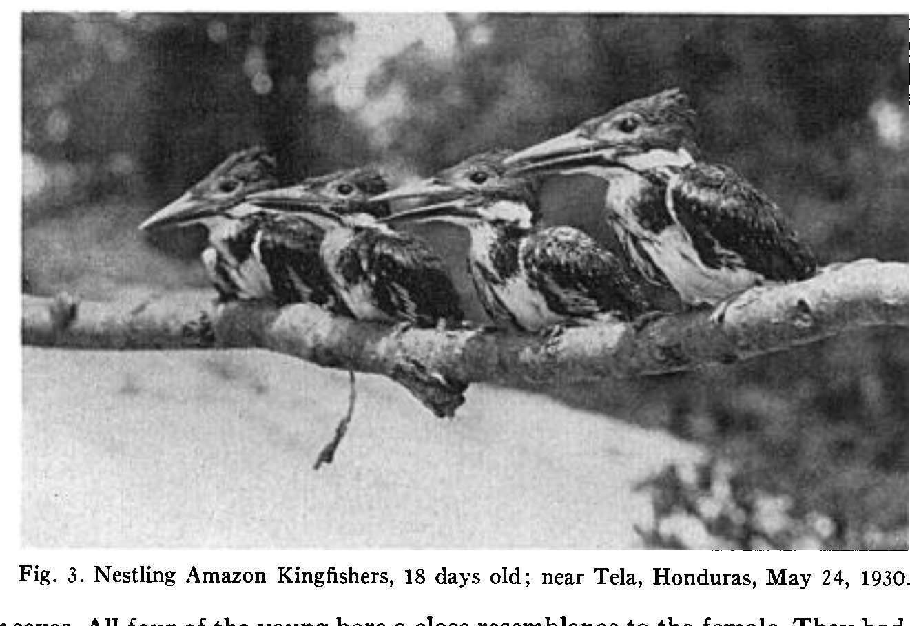  “Những chú chim non ngây thơ ở trường mẫu giáo”: Ảnh trong bài nghiên cứu của A. F. Skutch trên The Condor [1].