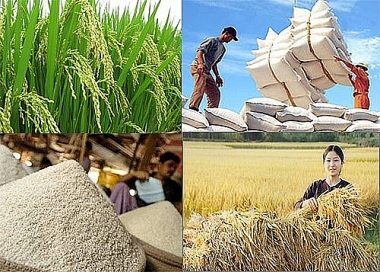 Đẩy mạnh sản xuất, kinh doanh, xuất khẩu lúa, gạo bền vững