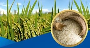 Xuất khẩu gạo năm 2023: Nỗ lực để bứt phá