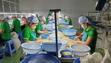 Toàn bộ các container hạt điều xuất khẩu của Việt Nam sang Ý nghi lừa đảo đã được trả lại