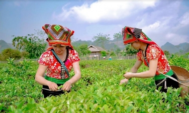 Đề xuất mô hình phầm mềm nhằm chuyển đổi số trong quản trị hợp tác xã nông nghiệp tại tỉnh Sơn La